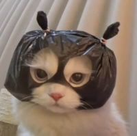 kanopii profile picture