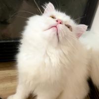 Cikoo profile picture