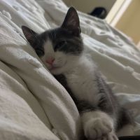 Layla K profile picture