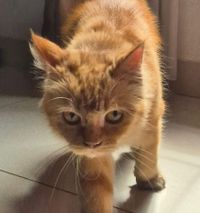 sasha braus profile picture