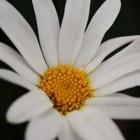Jess profile picture