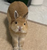 Oreno Nom profile picture