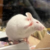 Roadkill The Mouse profile picture