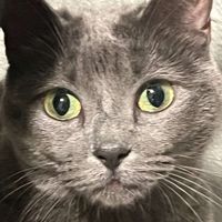 Noelle Hart profile picture