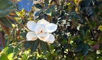 Magnolia Beauty profile picture