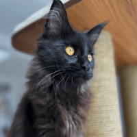 Destiny + Bruce Wayne The Maine Coon profile picture