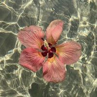 🌺🫧gaga🛍️💐 profile picture
