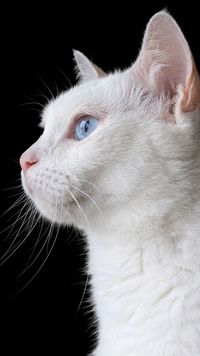 Teresa profile picture
