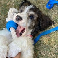 Eli @honeycombpetcare profile picture