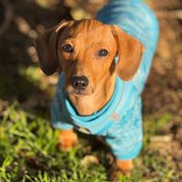 Boomer🐾 A.K.A (Boom-Boom) profile picture