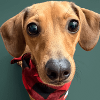 Boomer🐾 A.K.A (Boom-Boom) profile picture