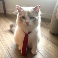 Kt profile picture