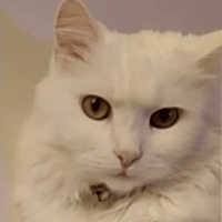 Nika Kovačević profile picture