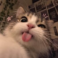 Nina profile picture