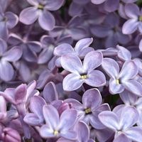 Lilac profile picture