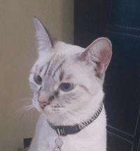 Franz Galang profile picture