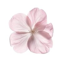 Soft Little Things profile picture