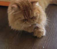Wemberly profile picture
