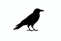 Curated by Lonely Crow profile picture