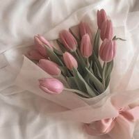 Rose Blossom profile picture