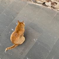 Joanna S profile picture