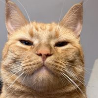 Tigger The Ginger Kitty profile picture