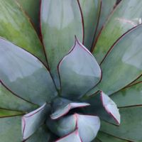 Bluebonnet Faves profile picture
