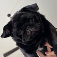 Ella S. profile picture