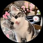 Ivy profile picture