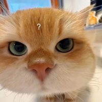 lulla byelo profile picture