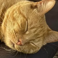 Gus the Cat profile picture