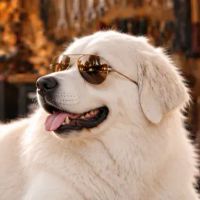 Andrew D profile picture