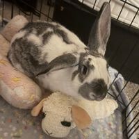Saoirse the Bunny profile picture