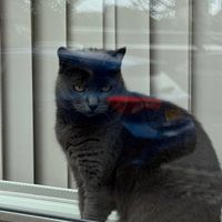 Selma profile picture