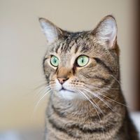 John Williams profile picture