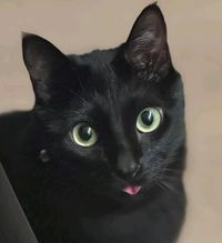Nanananote profile picture