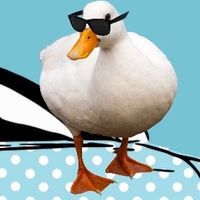 duckiezoomie profile picture