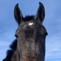 Equestrian & Affordable profile picture