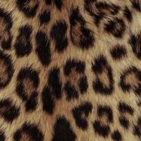Noor profile picture