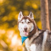 Togo profile picture