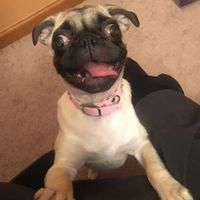 PUGS Luna and Spike profile picture