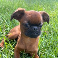 Miga The Brussels Griffon profile picture