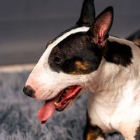 Lady Luck profile picture