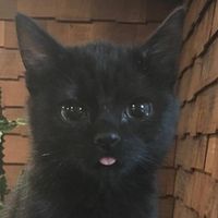 Cipiii profile picture