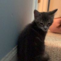 Emma Stoddard profile picture