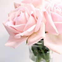 Rose Navarrette profile picture
