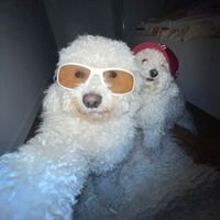 LimeStrawberry profile picture