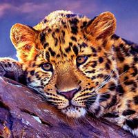 Jean Johnson profile picture