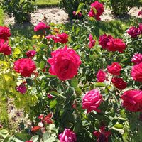 Ashley Litzinger profile picture