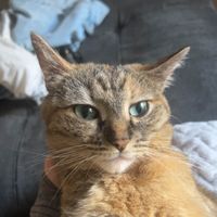 Olivia Yoakum profile picture
